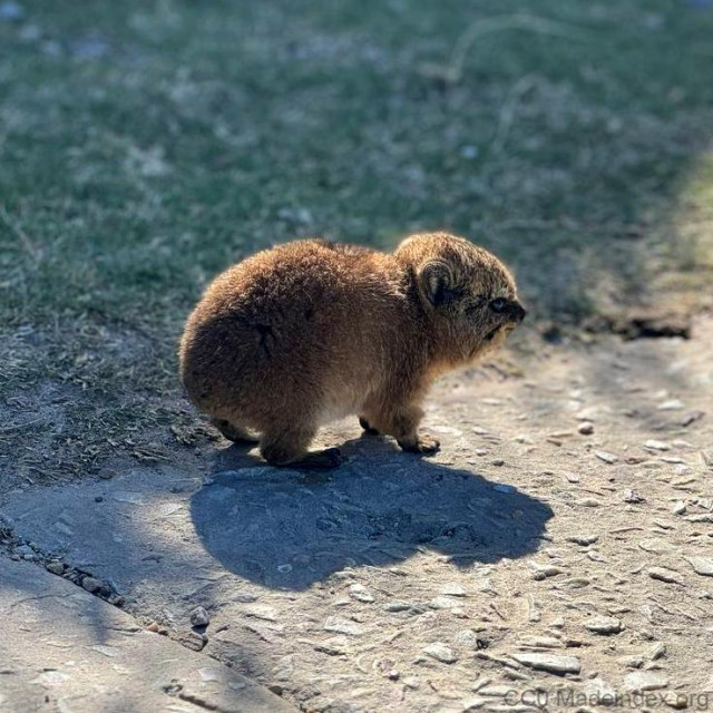 Photograph of an extremely cute animal, looking like a baby bear. With soft fur that reflects the sun light. In the bottom-right of the image is text: "CC0 Madeindex.org"