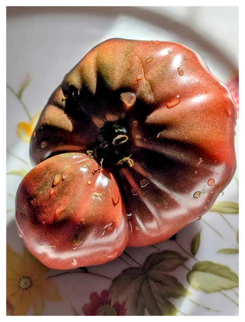 dramatically sunlit, deep red and green heirloom tomato on a white plate with spring flower motif