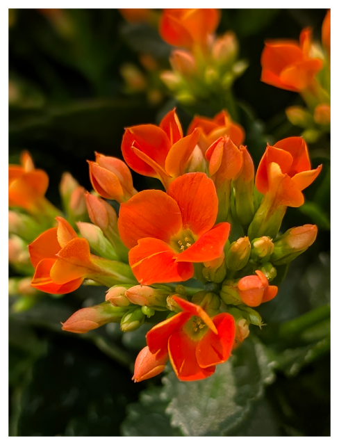 supermarket flower stand. fluorescent light. high angle view. a cluster of small orange flowers and buds. the background is out of focus leaves and similar clusters.