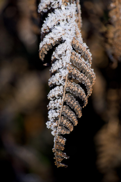 Coloir image of a curling brown fern leaf, the left half of which is coated in frost particles while the right side has been in the weak winter sunshine for longer so is less frosted. The blurred background shows more of the same brown plant.