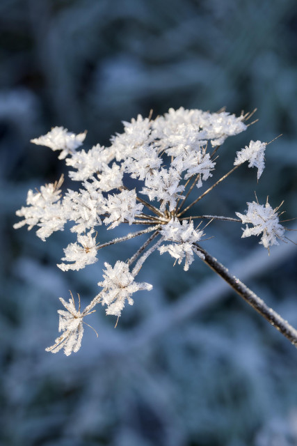 Colour image of a frost-laden, star-shaped cow parsley plant - its seed pods have long gone - against a cold, blueish blurred background.