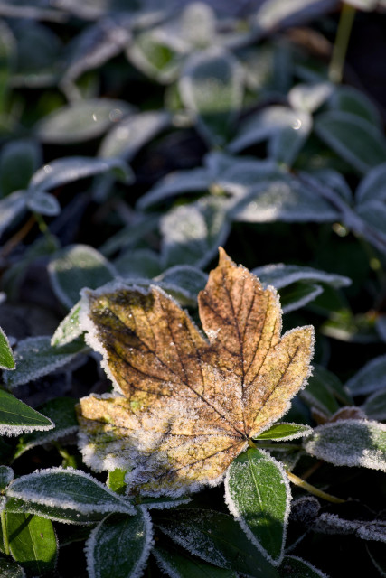 A brown fallen leaf edged with frost particles lies on a carpet of green leaves which are also fringed with frost.