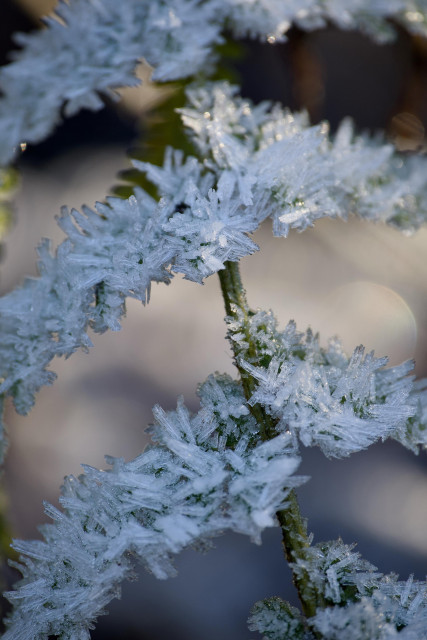 A close-up image showing the detailed glass-like structures of frost particles clinging to the stems of a plant.