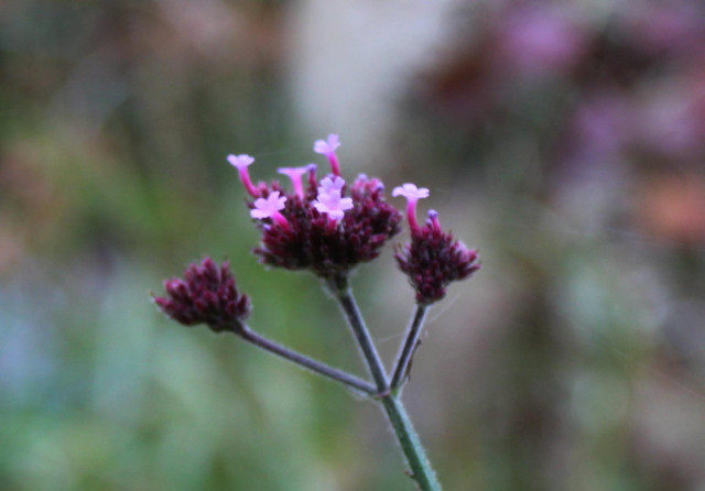 A few pale red-purple petal tubular flowerets opened in clusters of many unopened buds at the end of three short stems off a central shared stem with a very blurred background of nearby plants.