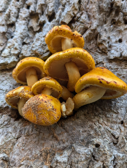 A clump of bright yellow mushrooms growing from the side of a tree. Some are dusted with debris from the tree, and one has been chewed a little.