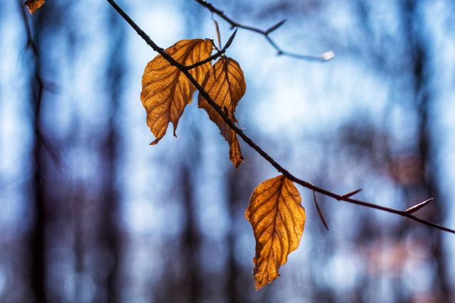 Drei von der Sonne durchschienede Buchenblätter an einem Zweig. Im Hintergrund unscharf Bäume im Wald. 

Three beech leaves shining through from the sun on a branch. In the background blurred trees in the forest.