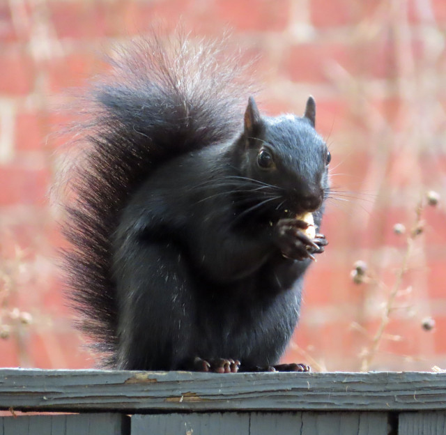 black squirrel eating a peanut on a wooden fence in front of a red brick wall 