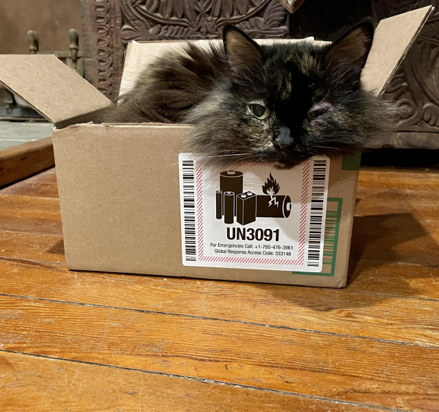 Ground level view of a senior cat sitting in a small cardboard box with a battery warning sticker on it. Her face is leaning on the edge and she has a slightly sleepy, sad look. Her fluffiness extends out over the open flaps of the box.