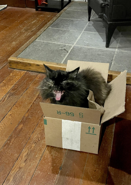 Higher angle of the same cat in the same box except now she’s sitting up and she’s got an excited, wild look with her eyes closed and her mouth open exposing her tongue.