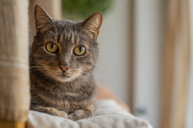 Die getigerte Katze Nelli, schaut direkt in die Kamera. Sie liegt neben einem Kratzbaum, der noch angeschnitten im Bild links zu sehen ist. 