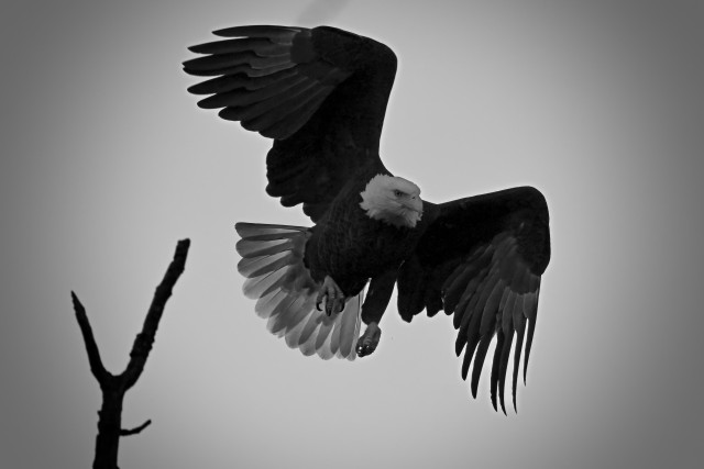 A black and white photo of a mature bald eagle as it takes off from the top of a dead tree. The bird's head and tail feathers are white in contrast to its dark body. Its wings are slightly bent, mid-flap.