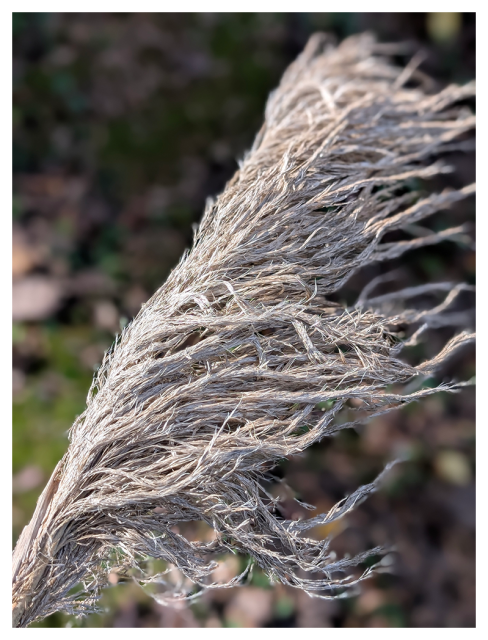 daytime. soft sunlight. the fallen tassel of a pampas grass plant is suspended above the mossy, leaf-littered ground. it's beige and resembles a tangled horse's mane. feathery strands attached to a hidden spine.