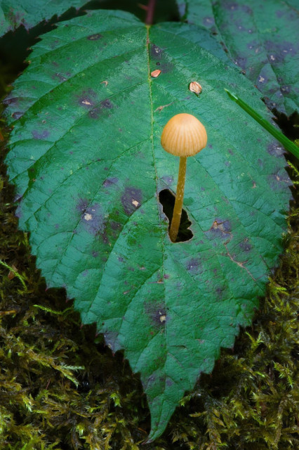 A macro photograph of a small mushroom that has grown through a hole in a fallen leaf. The hole is very small, and it is apparent that the mushroom had to have grown through, as the head of the mushroom is wider than the hole.