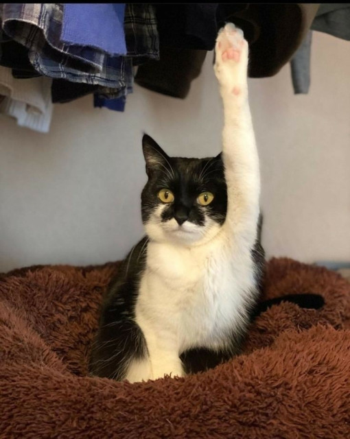 Photo of black and white cats on a brown blanket below some clothes while staring at the camera and one paw is raising. It looks like a student trying to ask a question in school.