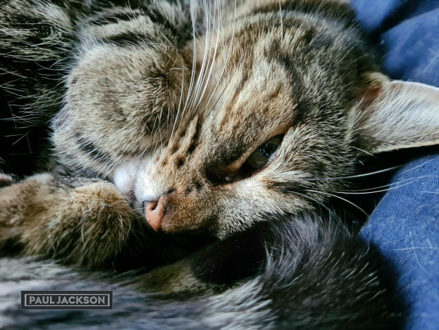 Close up on the face of a grey tabby cat, named Captain Jack, who is lying in front of us looking at us through half closed eyes. His long white whiskers fan out above his little white chin and his front paws are tucked underneath his chin. His tail is curled around with the tip touching his forehead.