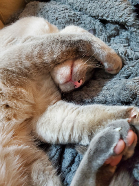 Blue point siamese cat with pink nose sprawled upside down on a blanket, asleep with her paw hanging over her face