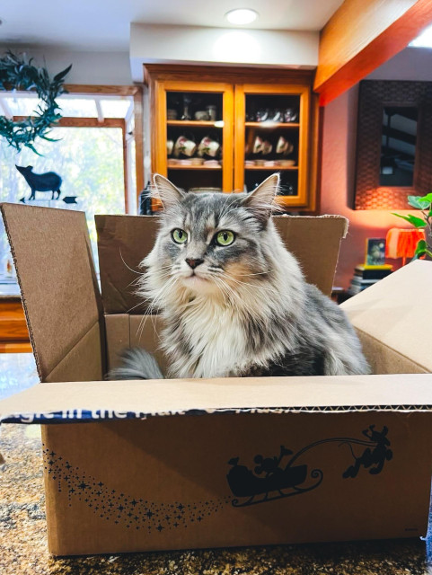 A big fluffy cat sitting inside a cardboard box.