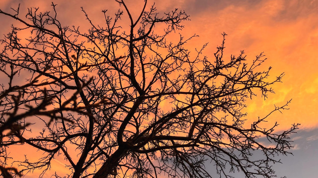 The twisty, bare branches of a crabapple tree are a dark silhouette against a fiery golden-orange sky, with thin, textured clouds reflecting the sunset’s last light.