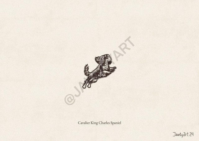 An illustration of a Cavalier King Charles Spaniel jumping up and to the right
Text reads “Cavalier King Charles Spaniel”