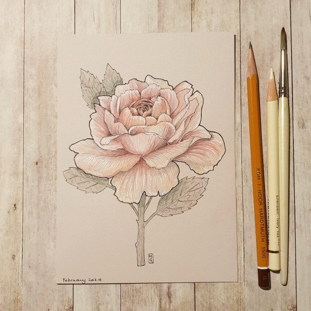 A drawing of a pale pink rose on cool toned beige paper.  
Pink roses represent love, gratitude, and admiration. 
An original art work
Colour pencil and mixed media on acid free toned artist paper
5 by 7 inches (12.7 by 17.8 cm).  This is a standard photo size in the UK and USA and should be easy to DIY frame. 
Sold unframed