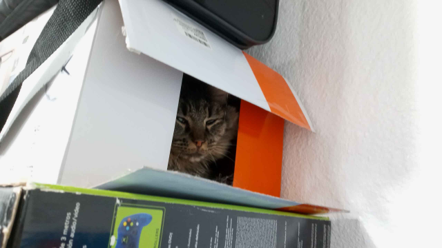 Goobie [cat] found a box, located in the closet, to hide in.