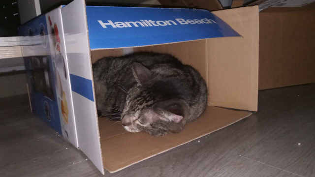 Tali [brown tabby cat] sleeping inside of a Hamilton Beach coffee maker box.