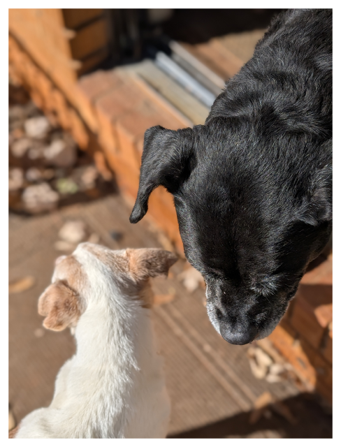 morning sun.high-angle view. the back door and porch. orange brick, sliding glass door threshold. a big black dog sticks his head out the door and looks down. Below left, a small white/brown terrier looks left. 