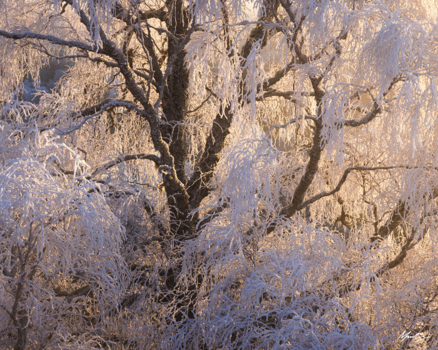 frost covered birch tree in scotland's ancient caledonian forest catching morning light