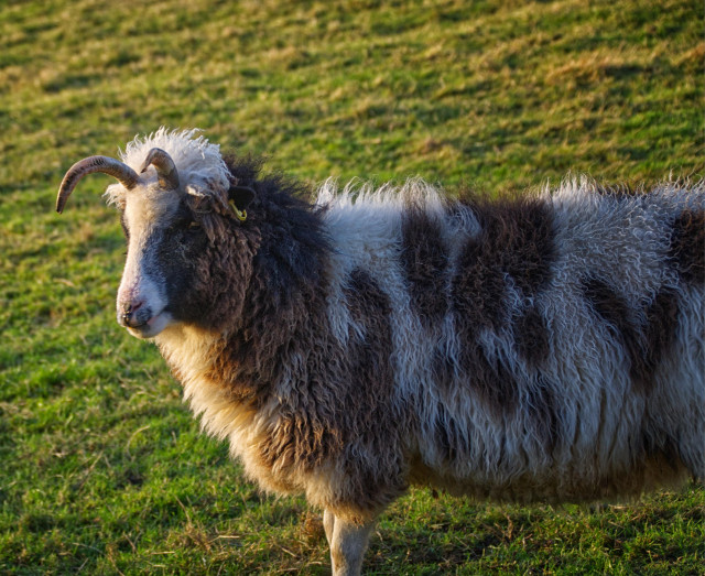 A white sheep with brown splodges, and forward facing horns.