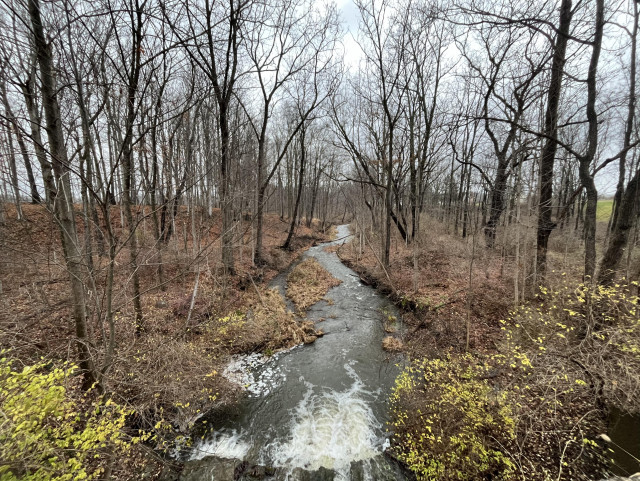 Picture of a winding creek passing through winter trees that have no foliage, amidst green bushes.