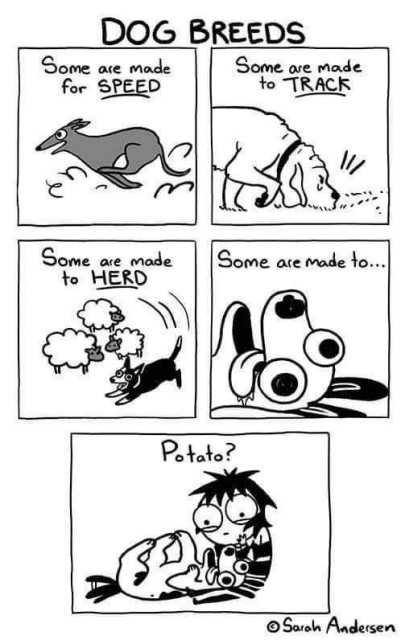 DOG BREEDS Some are made Some are made for SPEED to TRACK Some are made to HERD Some are made to... Potato? © Sarah Andersen