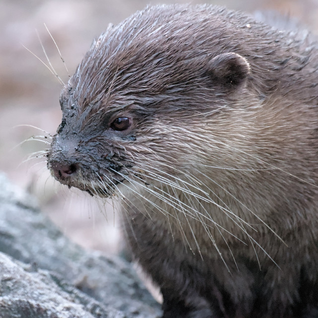 A small-clawed otter looks at the ground to its right. Its nose, snout and whiskers are smeared with mud. The small-clawed otter's head and upper body are visible. Its left eye and ear are facing the camera. Its fur is brown and beige.

###

Ein Zwergotter schaut zu seiner rechten Seite auf den Boden. Seine Nase, Schnauze und Barthaare sind schlammverschmiert.  Von dem Zwergotter sind sein Kopf und Oberkörper zu sehen. Sein linkes Auge und Ohr ist der Kamera zugewandt. Sein Fell ist braun und beige.