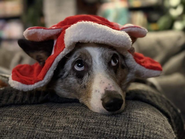 Tachi the corgi being a good sport in his Christmas trapper hat