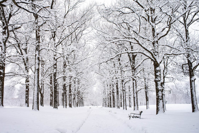 A snowy scene of trees lined up along an avenue, with a bench to the side. The whole ground, the tree branches and even parts of the trunks are covered with snow, with only some dark vertical lines from the trunks and bench visible.