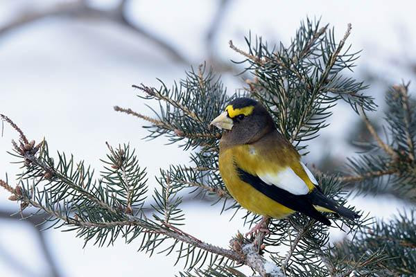 The head of the bird is just right and above the middle of the photo.
The bird is sitting on a branch with more branches around.
The bird is looking to the left.