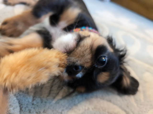 A Cavalier King Charles spaniel puppy on its back chewing on a fuzzy toy