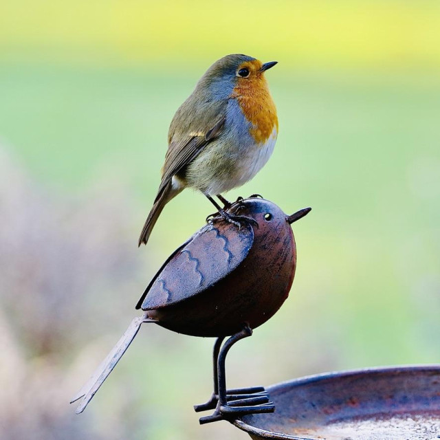 Last week I took a photo of this very Robin sitting on top of the fake Robin. It was a lucky shot mit my iPhone.
Anyway, I wanted to take a similar photo with a different camera. The Robin was playing hike and seek with me. Sitting on the fake for just a second or so, too fast for me to grab my camera.
But! Yesterday I waited at the same spot for a while and sure enough I got the photo I wanted.
A real Robin sitting on a fake Robin looking exactly in the same direction. 