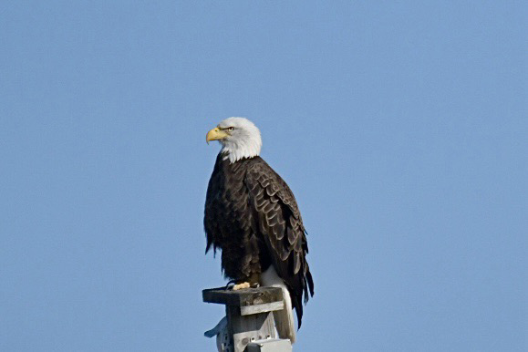 Bald eagle perched. 