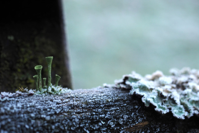 Auf der Rückenlehne einer Holzbank wachsen Flechten und Becherflechten. Die Lehne ist mit Frost überzogen. Der Hintergrund ist schwarz-grün und unscharf, der Fokus liegt auf den Becherflechten. Das Bild wirkt sehr abstrakt.

Lichens and cup lichens grow on the backrest of a wooden bench. The backrest is covered in frost. The background is black-green and blurred, the focus is on the cup lichen. The picture looks very abstract.