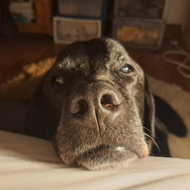 My black lab Jet looking hopefully at me from the side of the bed.