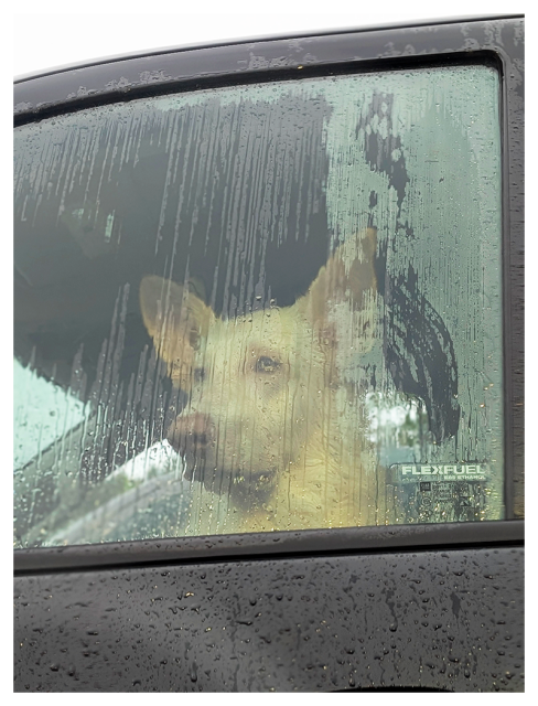 gray rainy day. low-angle view of a yellow german shepherd-type dog through the rain smeared, foggy window of a black pickup truck. the dog has a serious expression and their gaze is fixed on the unseen door of a supermarket.