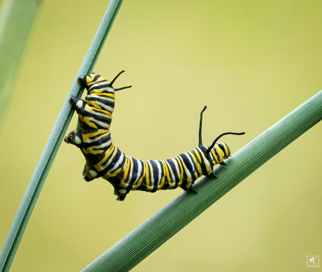 Color photo of a yellow, black, & white striped monarch butterfly caterpillar with its body curved as it crosses over from one stem to another with its front end on one and the back end still on the other. 