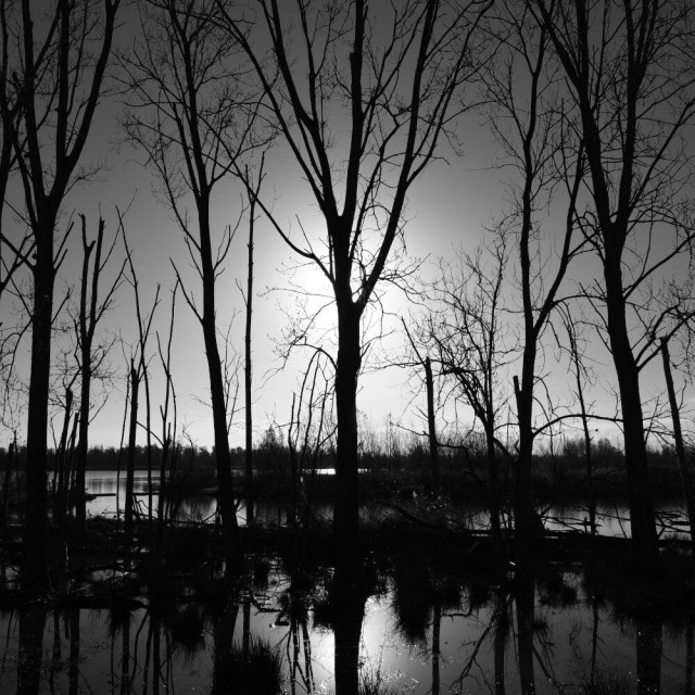 High contract digital black and white picture of some trees standing in a row. The trees are standing in water, so there is a reflection visible on the bottom side of the frame. The back-light from the sun causes some vignetting.