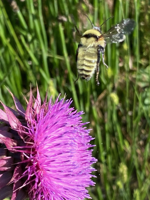 A large pink/violet thistle flower and a bumble bee that just took off from it. It looks comical. 