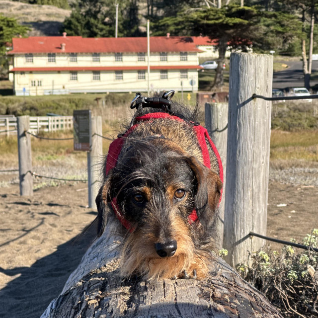 a dachshund walking towards the camera along a log on the beach