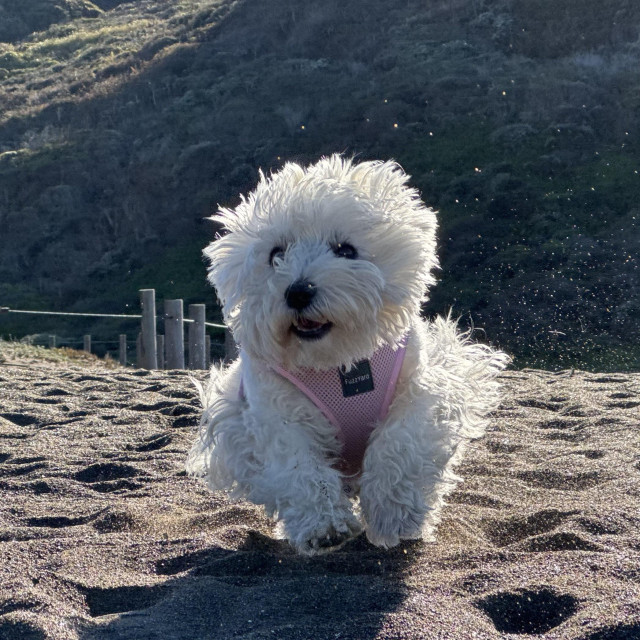 a westie leaping and running along the beach 