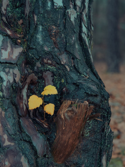 Deciduous tree growing from a knothole of a conifer. The leaves are already yellow. But you can also see green buds coming for next year.