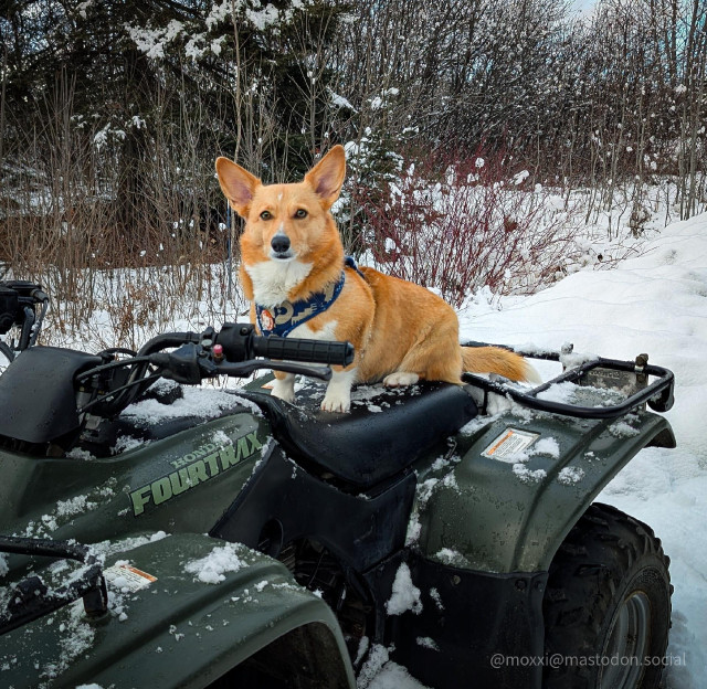 Moxxi the corgi is sitting on her green quad outside in the snow. She's looking at the camera.