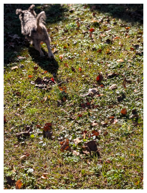 filtered light in grassy yard with leaf litter. raar view a small gray dog with clipped fur runs with tail and ears up. his joy is evident, without seeing his face.