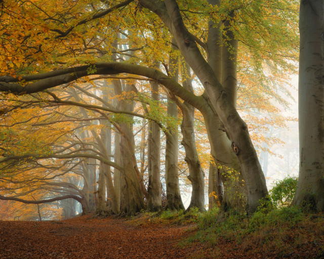 Autumn beech trees forming a natural tunnel in a foggy forest